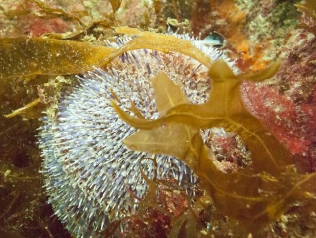  Cosa vedrai sott'acqua 